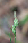 Sandywoods sedge